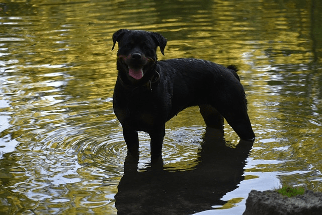 American Rottweiler standing in water