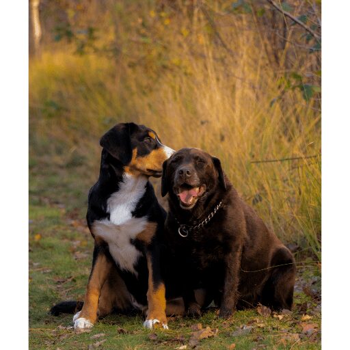 Bernese mountain Rottweile with white spot on chest