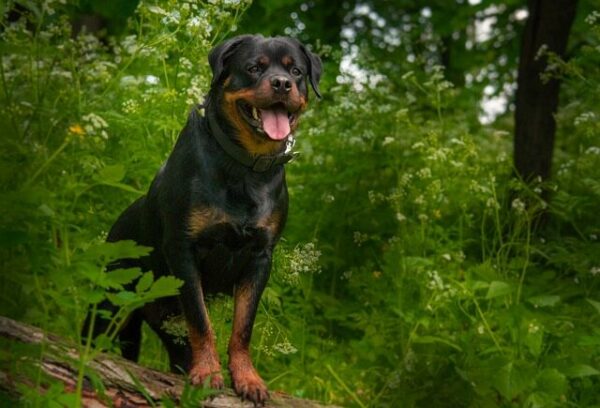 Big German Rottweiler standing on tree trunk 