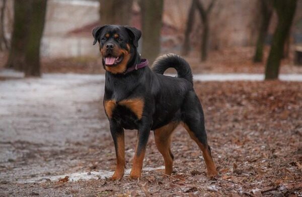 Big standing Roman Rottweiler 