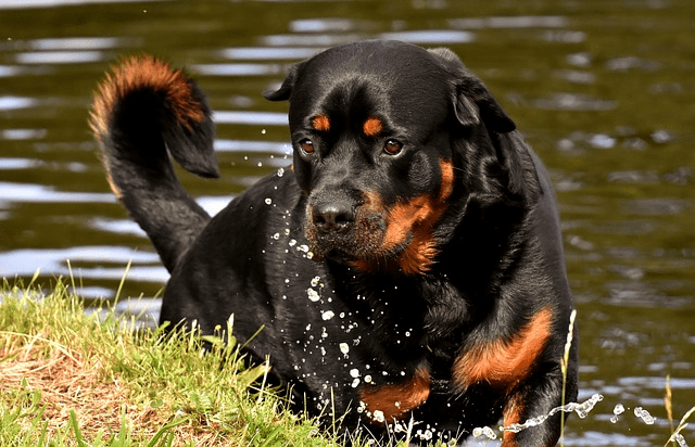 German Rottweiler near water