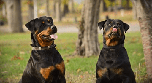 Two rottweiler images with spot  on cheest