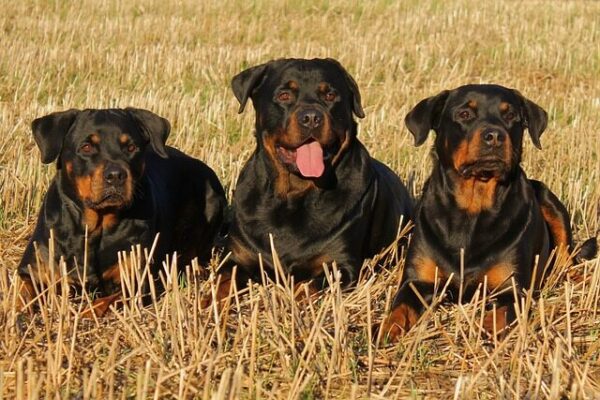 Three Big Rottweilers sitting on the grass