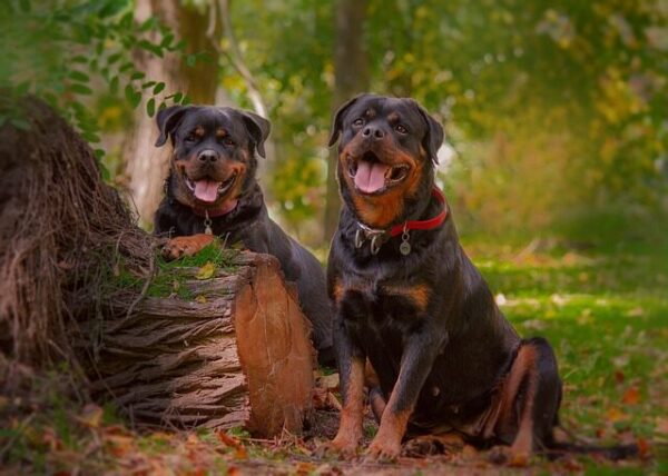 Two Big roman Rottweiler sitting in the jungle