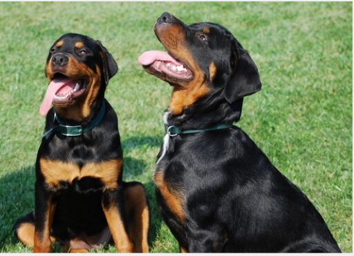 Two rottweilers with spot on chest