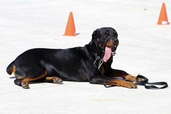 American Rottweiler resting on the snow