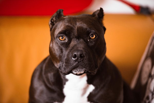 Black Pit bull dog