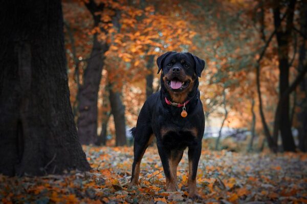 Black and Rust Rottweiler