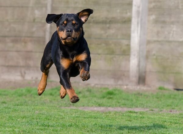 Black and tan rottweiler Running 