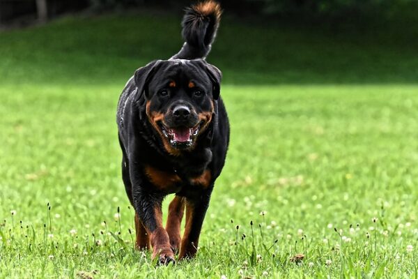 Black and Mahogany Rottweiler walking on the grass. 