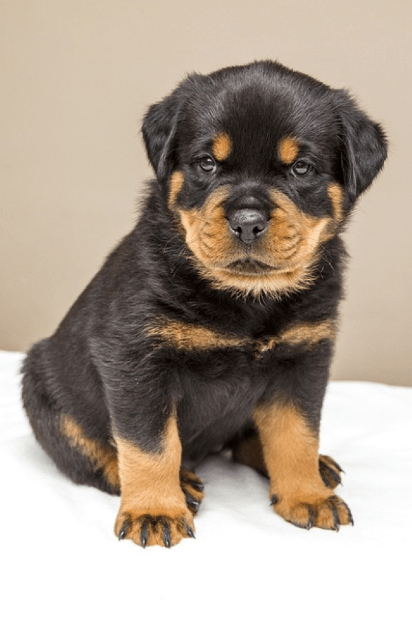 Blue eyes Rottweiler Puppy