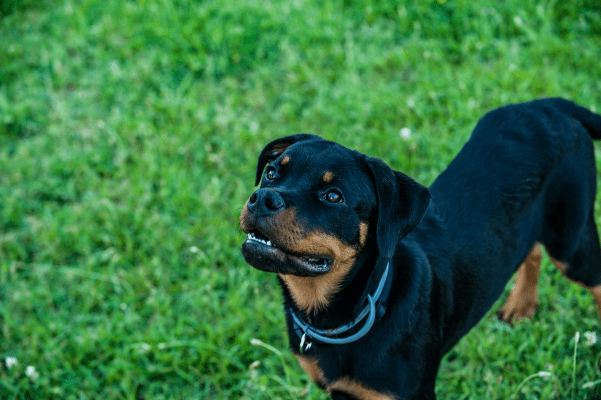 Blue Rottweiler standing on the grass