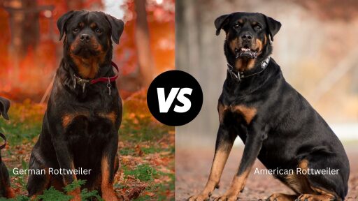 German Vs American Rottweiler 