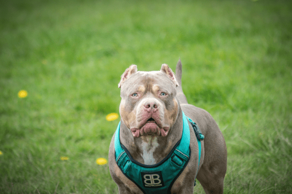 Pit Bull Dog