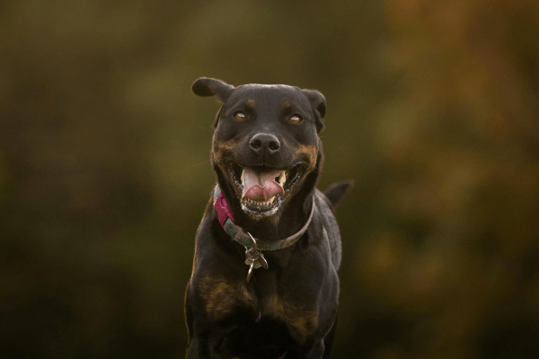 Rottweiler Pit  bull mix breed