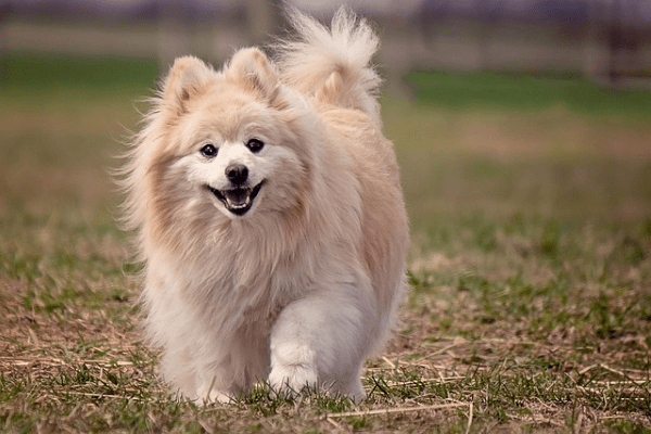 A cute white color Pomeranian Dog