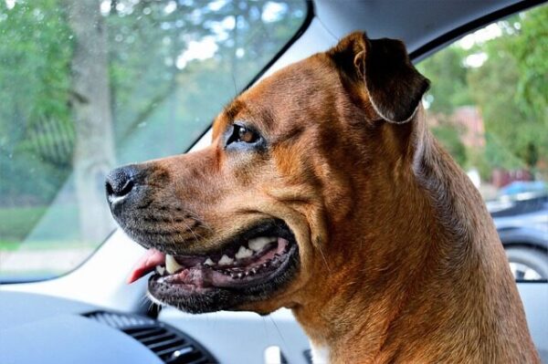 Red Rottweiler sitting inside the Car