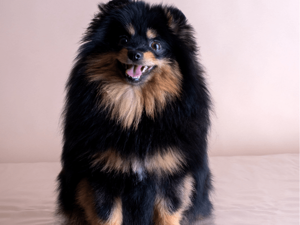 Rottweiler and Pomeranian mix dog sitting on ground