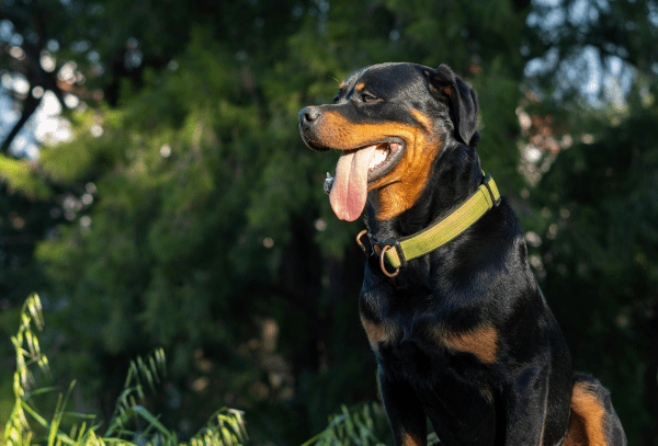 Rottweiler Dog sitting in the garden 