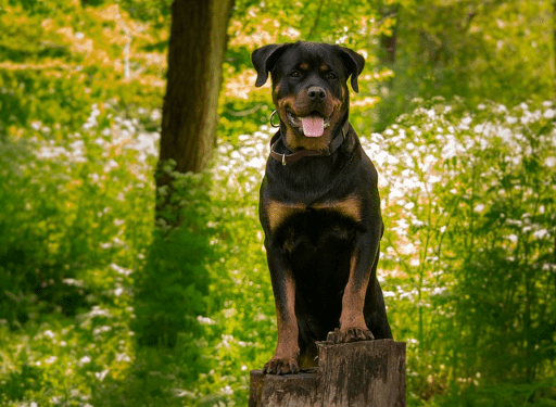 Rottweiler dog standing on wood