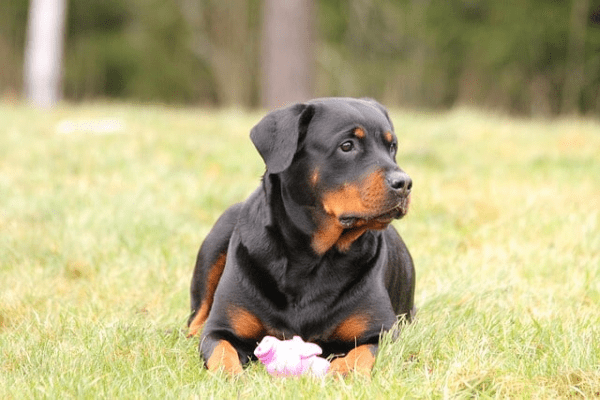 Rottweiler sitting in the grass