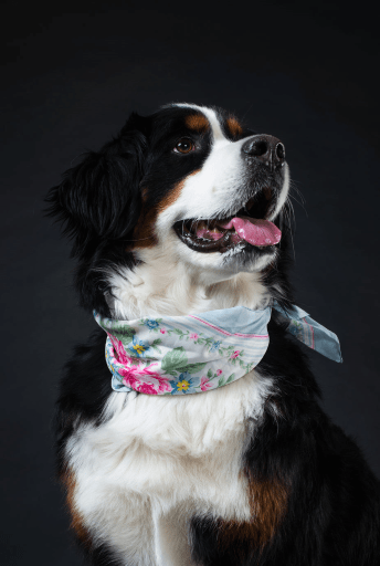 Tricolor Bernese Mountain dog bearing scarf 