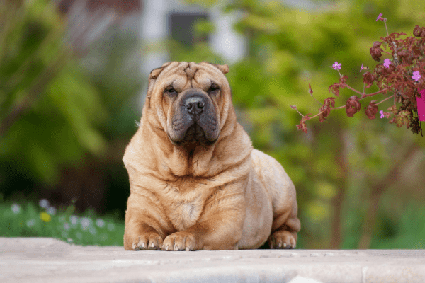 Shar- Pei dog sitting on the floor