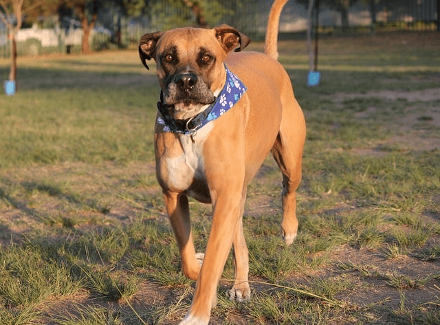 Bullmastiff dog walking on the ground