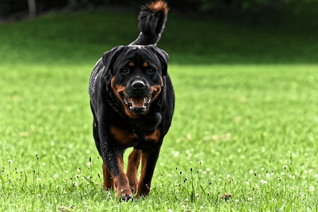 Big Roman Rottweiler walking on the grass. 