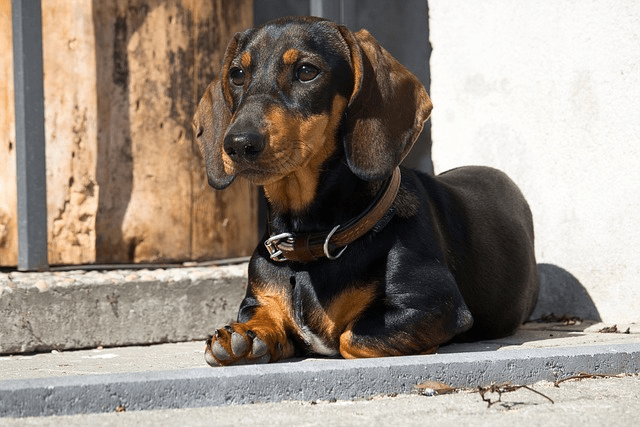 Dachshund sitting on the ground