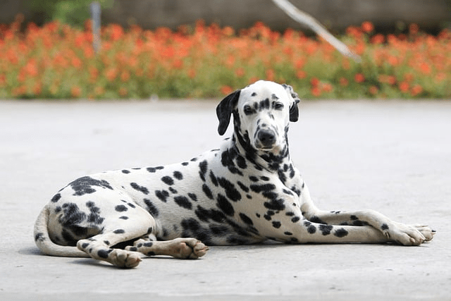 Dalmatian sitting on the ground