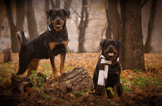 Two Rottweiler standing near each other in the forest