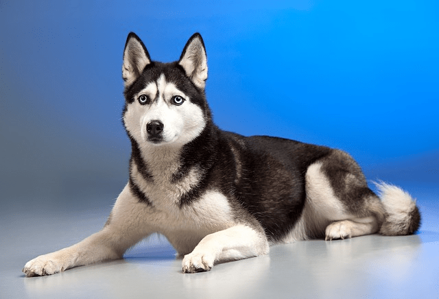 Siberian Husky sitting on the floor