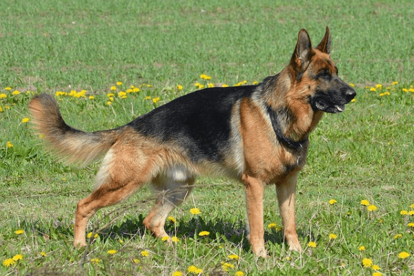 German Shepherd standing in the grass and watching something 