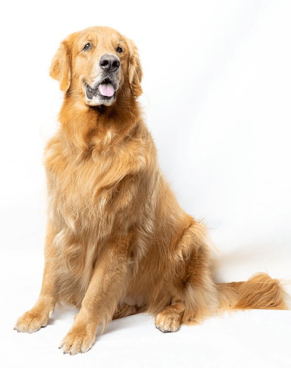 Golden Retriever standing on the floor and looking something