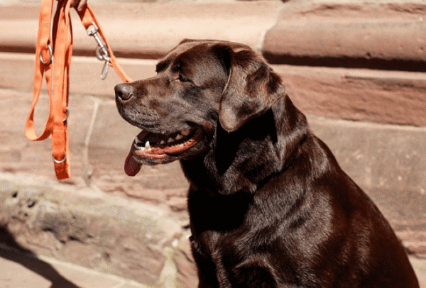 Labrador retriever dog sitting on the concrete floor in the sunshine.  