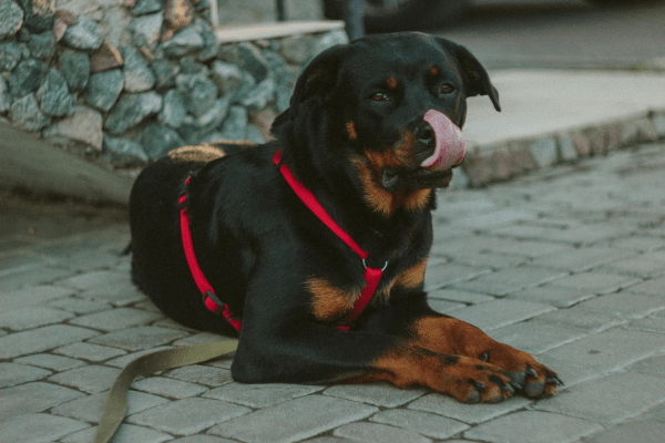 Black Rusty Rottweiler showing tongue lying on the floor