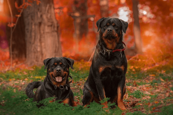 Two Rottweiler sitting together in the jungle.